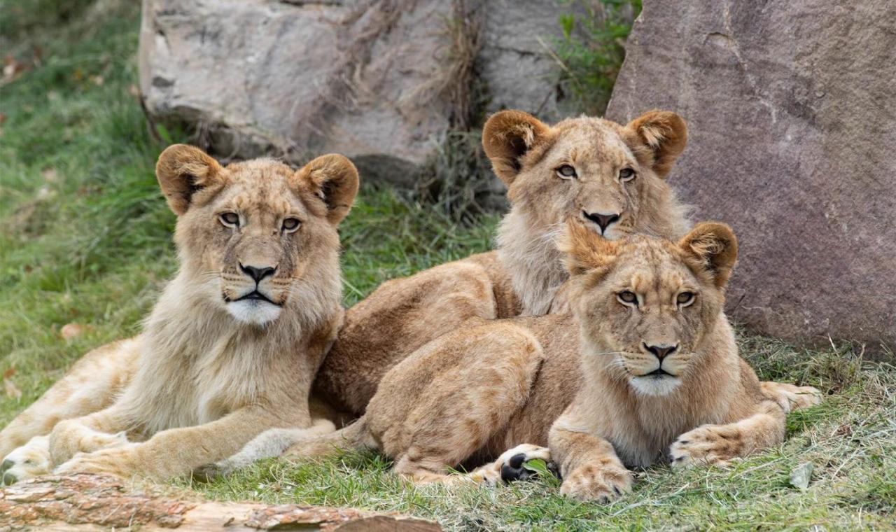 LE CHANT DES OISEAUX, 3Km du Zoo de Beauval, Parking gratuit ,WIFI et NETFLIX gratuits Saint-Aignan  Buitenkant foto